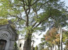 cimetiere-ste-marie