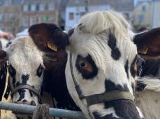 Vaches de Saint-Romain-de-Colbosc
