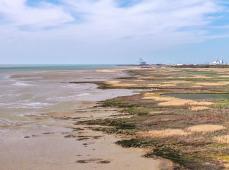 Phoques, vasières et roselières