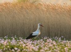 Cigogne