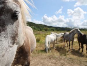 Chevaux dans la Réserve Naturelle de l'Estuaire de la Seine