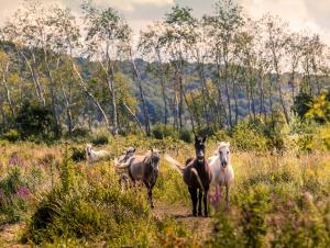 Chevaux dans la Réserve Naturelle de l'Estuaire de la Seine