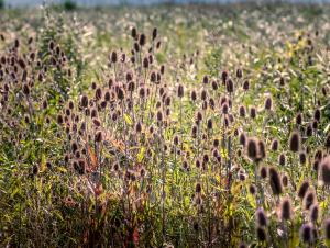 Réserve Naturelle de l'Estuaire de la Seine