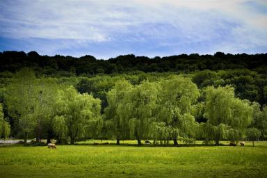 Vallon d'Oudalle