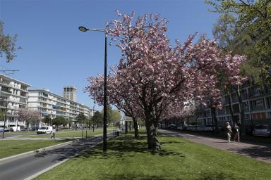 Avenue Foch en fleur, Le Havre