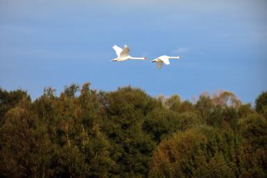 Reserve à l'heure de la migration