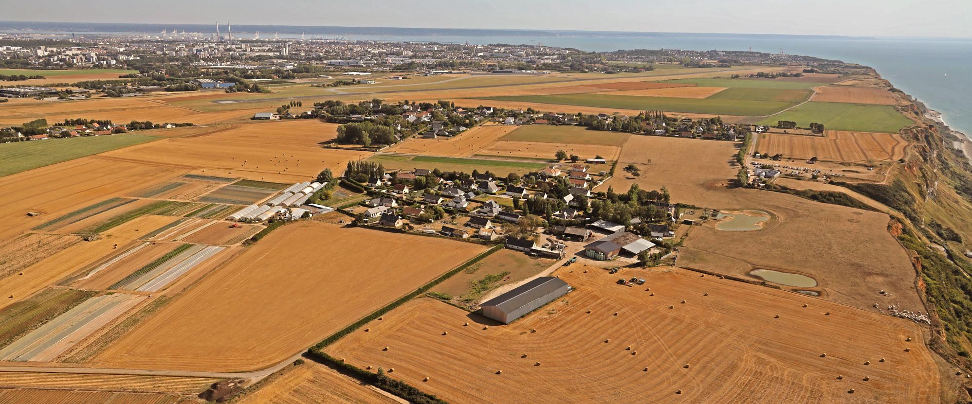 Champs de blé de la pointe de Caux