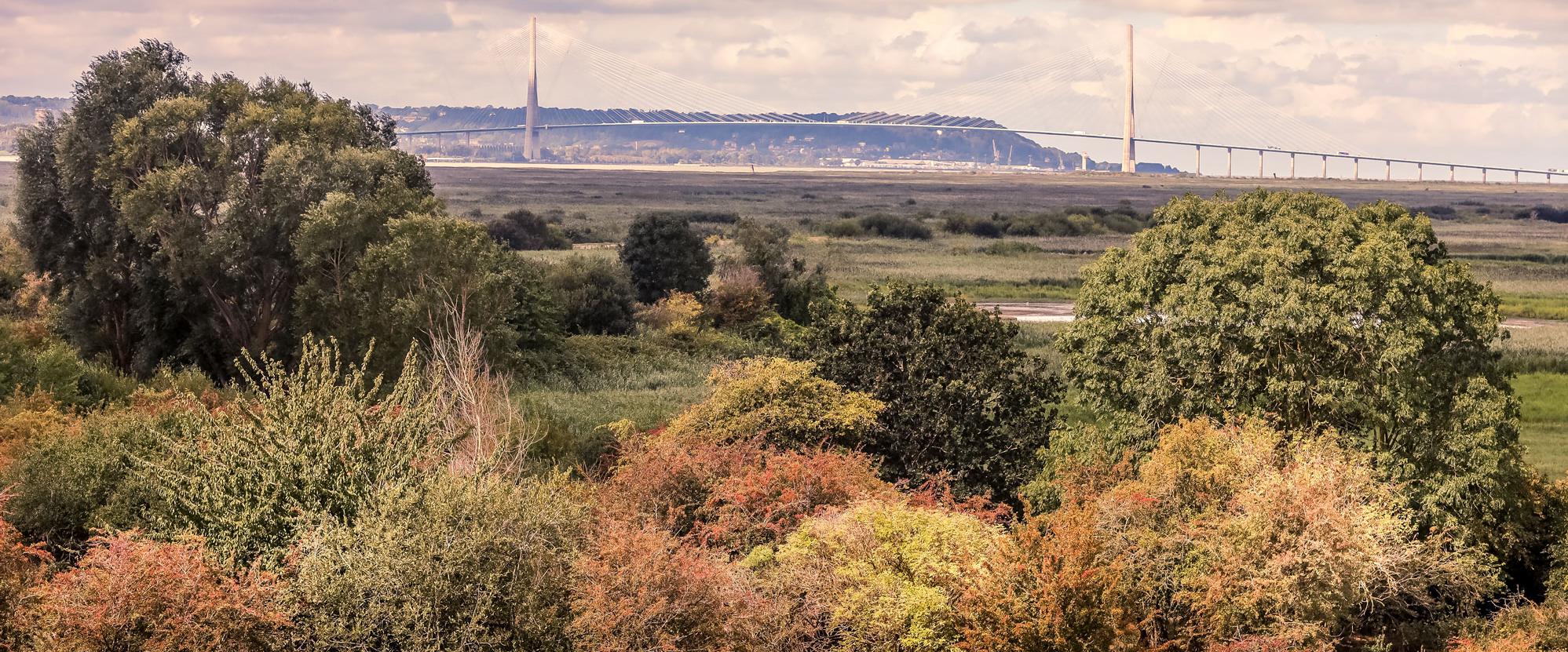 Réserve Naturelle de l'Estuaire de la Seine - Pont de Normandie