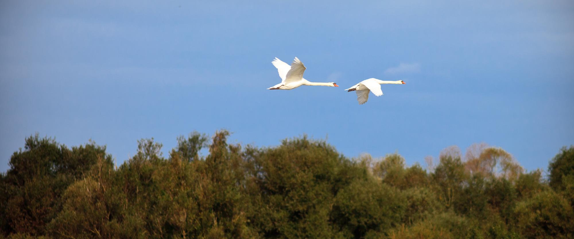 Reserve à l'heure de la migration