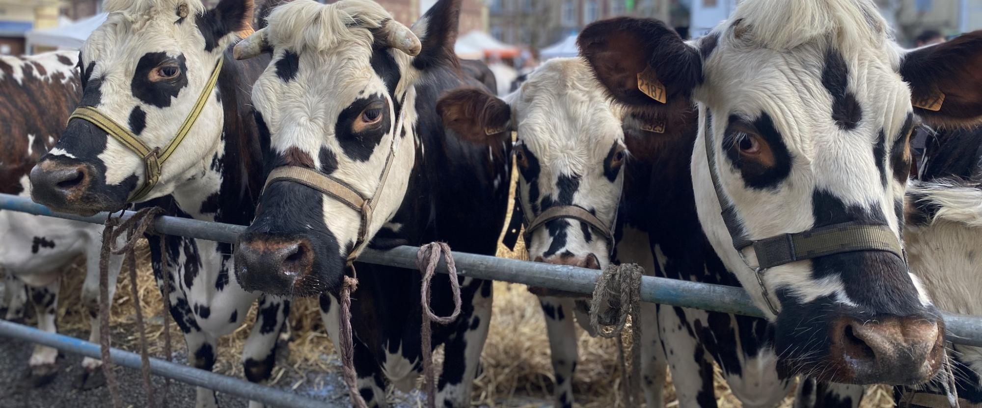 Vaches de Saint-Romain-de-Colbosc