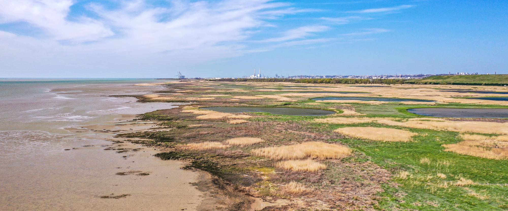 Phoques, vasières et roselières