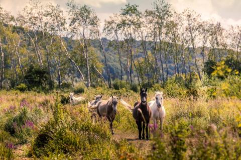 Chevaux dans la Réserve Naturelle de l'Estuaire de la Seine